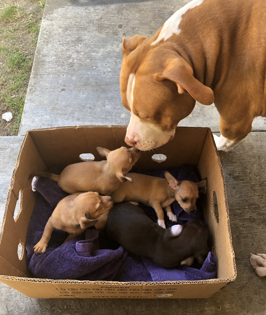Drebae_'s tweet photo. Somebody rung my doorbell. I open the door &amp; it’s some Chihuahuas in a box...  Chile https://t.co/ek8ydgOhx4