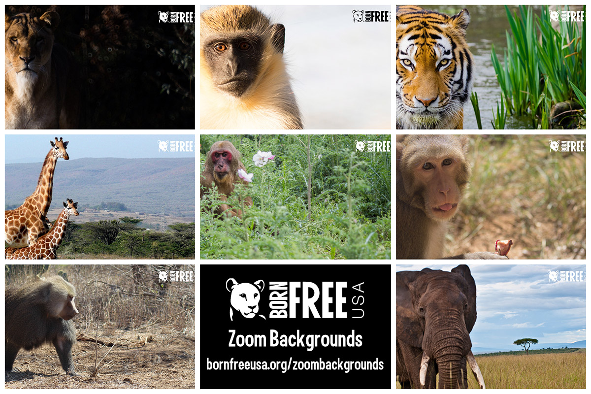 Show up in style to your next #Zoom meeting with Born Free USA's custom #wildlife virtual backgrounds! Choose from sanctuary #monkeys, a #lioness, #tiger, #elephant, or #giraffe pair. Download your favorite at bornfreeusa.org/zoombackgrounds