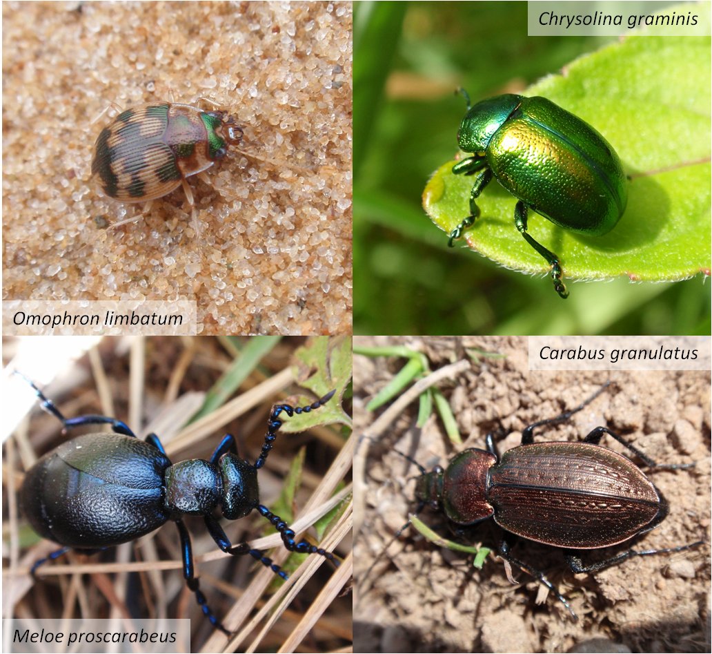 Rosi3Bee's tweet photo. Day 27 of #30DaysWild - because I love insects (& am a little bit obsessed) and because it's #NationalInsectWeek here are some photos showcasing some of these beautiful creatures. Some common, some rarer. I'll start with #beetles πͺ²π1/n π #NIW2020 #ActionforInsects #InsectsRule https://t.co/ZlNLboy90k