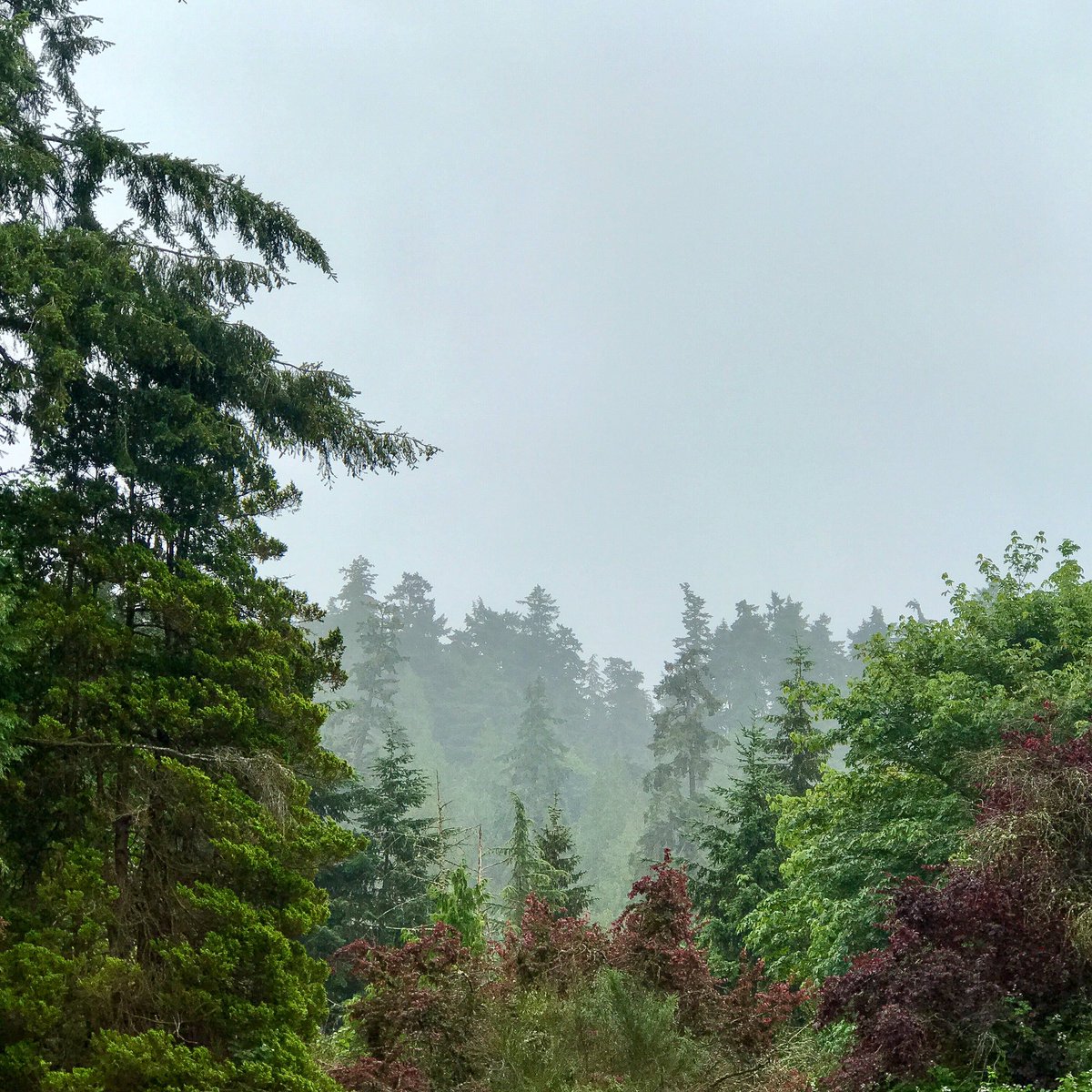 iamdldana's tweet image. 82° and sunshine yesterday. 60° rain 24hrs later. #June #Summer #samelocation #Seattle Gotta live here to love this!