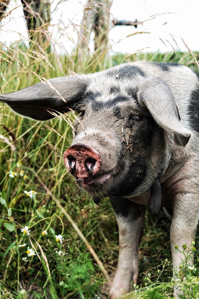 Mød yngste medlem af Det Grønne Museums besætning af historiske dyr. 
Det er en sortbroget so, som hver dag ved sin blotte tilstedeværelse formidler levende kulturarv sammen med Donald, der er en enorm so af racen Dansk Landeacesvin anno 1970. #animals #MuseumsUnlocked
