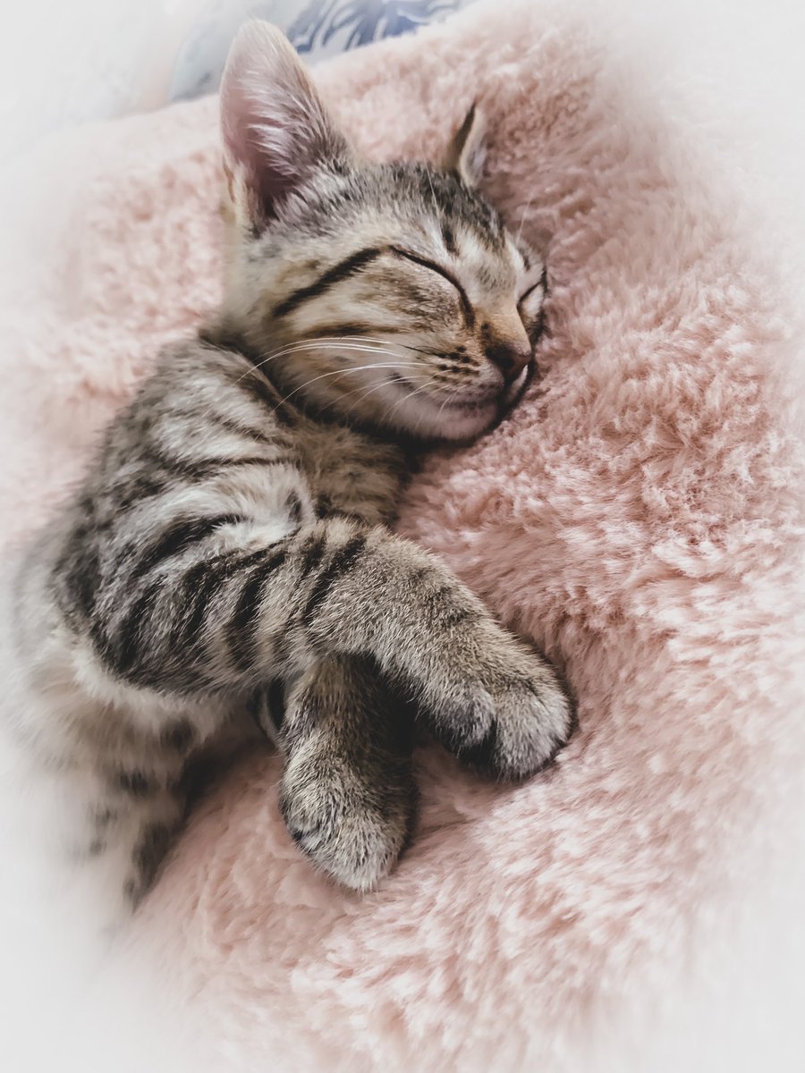 I have a cat named Megan!!!! Yes that’s her name Megan 🥺