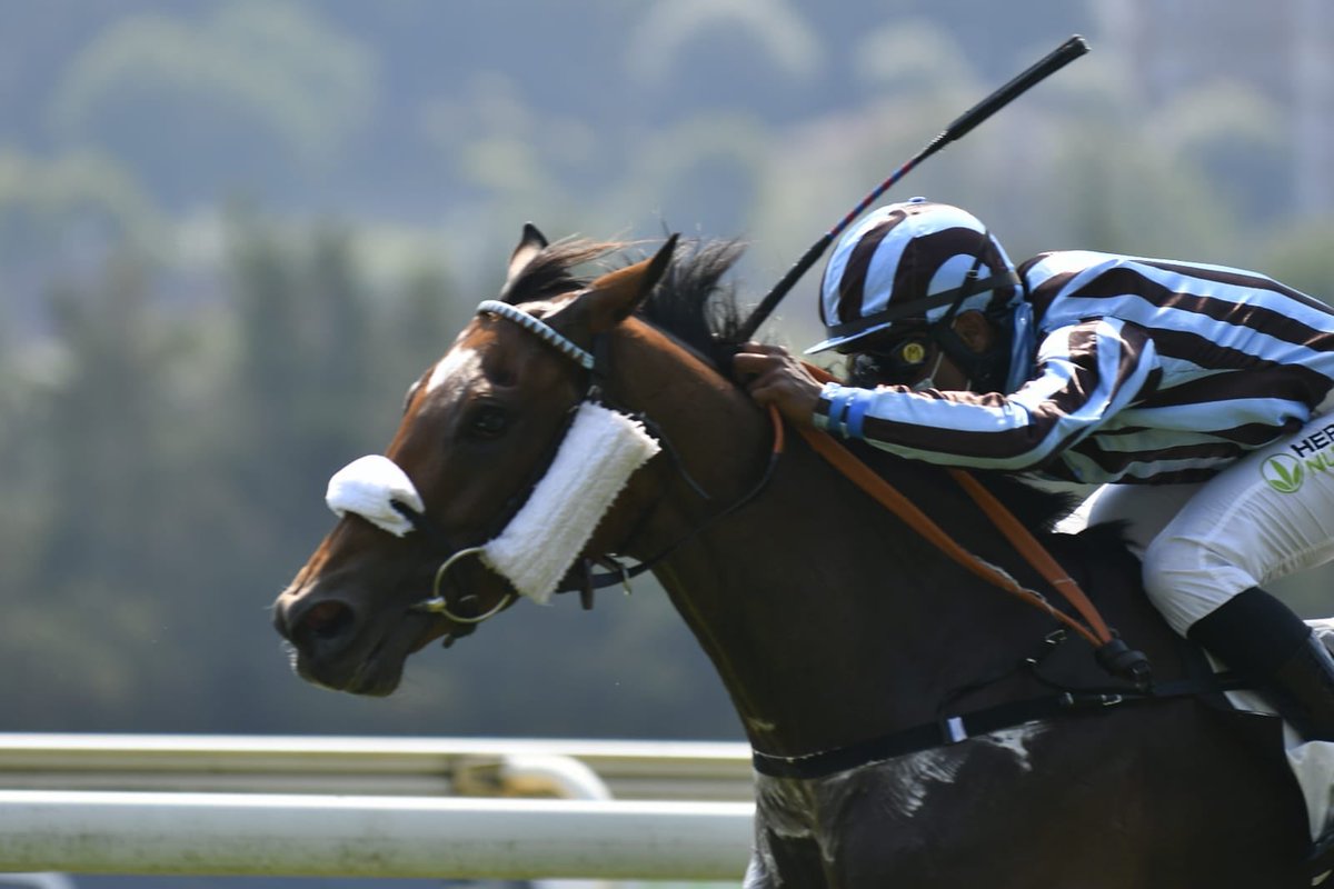 Despedimos a Arbelaiz (American Post) (foto <a href="/owemlo/">Alfonso Méndez Vigo</a>), que se va a criar para seguir la línea de su madre Abril (Anabaa), y a Briscola (Redoute’s Choice) (foto <a href="/HipodromoSnSn/">Hipódromo de San Sebastián - Donostiako Hipodromoa</a>), que fue reclamada tras ganar el miércoles y a cuyos nuevos responsables deseamos lo mejor con ella. 👋🏻