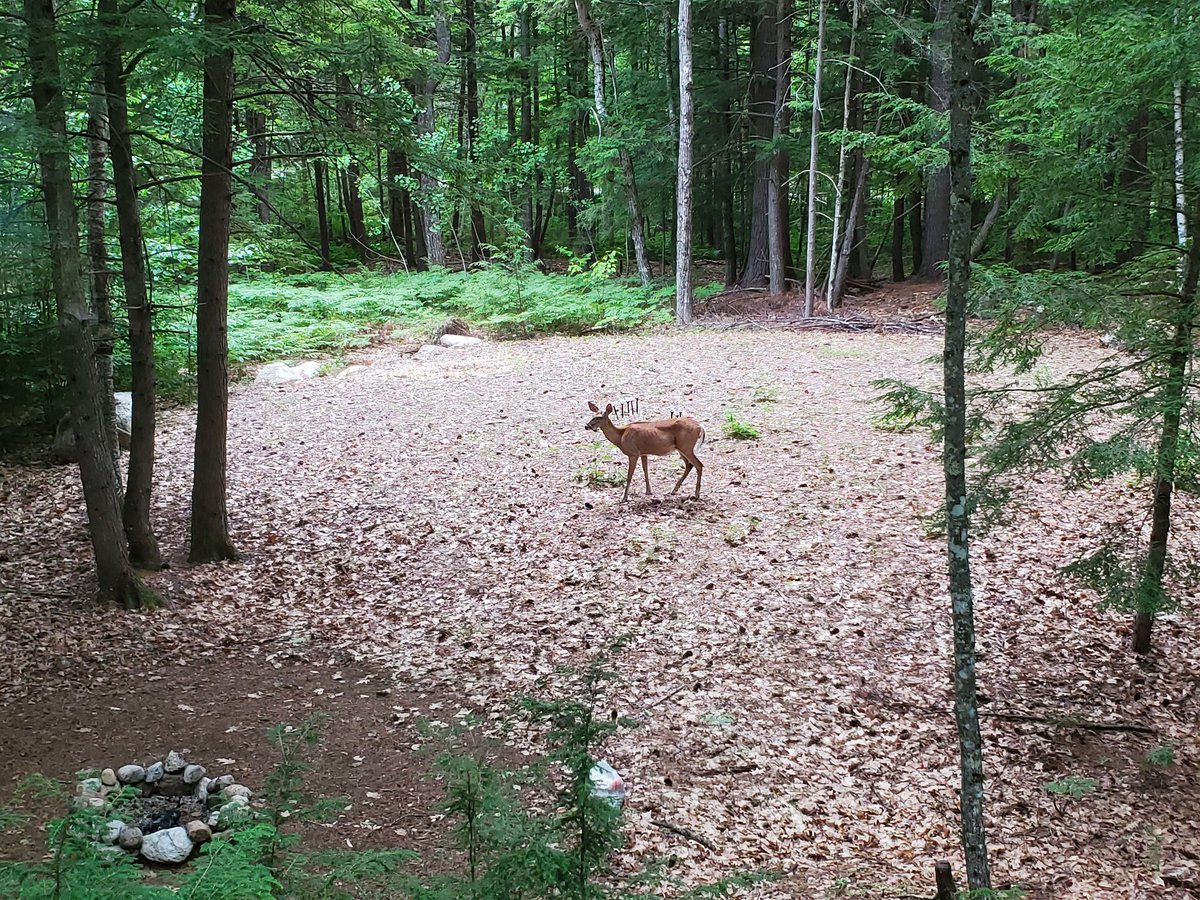 Usually I only see deer at dawn or dusk in our yard up here, but this gal wanted to come visit in the middle of the day,  lol!!
