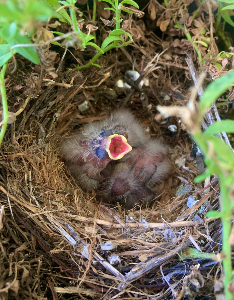 abadventures17's tweet photo. These baby birds are making headway https://t.co/Zmyy33oChb