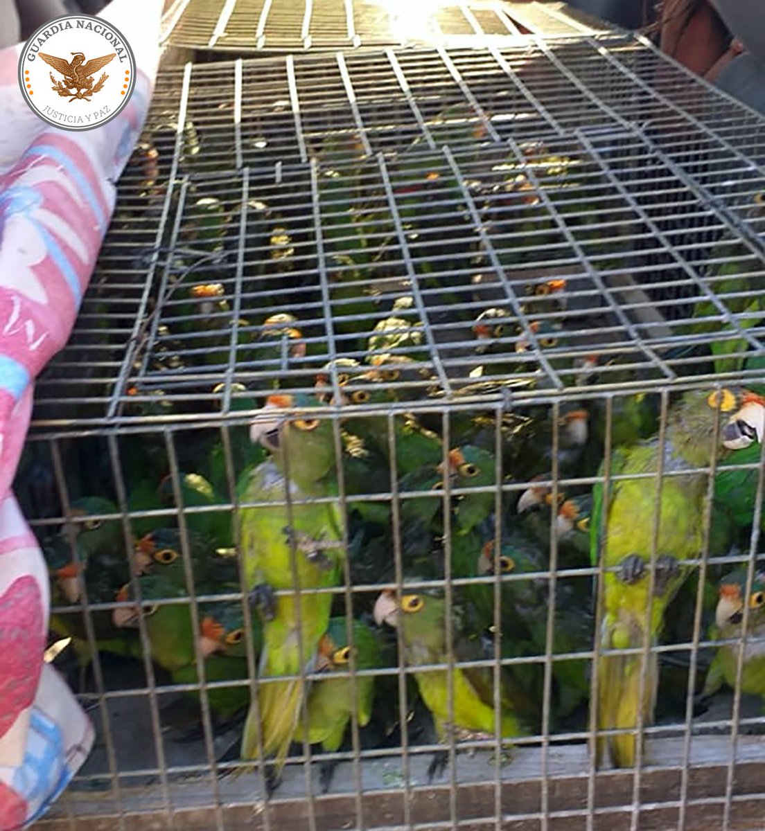 GN_MEXICO_'s tweet photo. Colaboramos para proteger la fauna de nuestro país. En carreteras del municipio de San Ignacio #Sinaloa, ubicamos un vehículo que trasladaba en condiciones de hacinamiento a 120 pericos, ejemplares considerados en peligro de extinción. #JusticiaYPaz https://t.co/pIx2PKcyqU