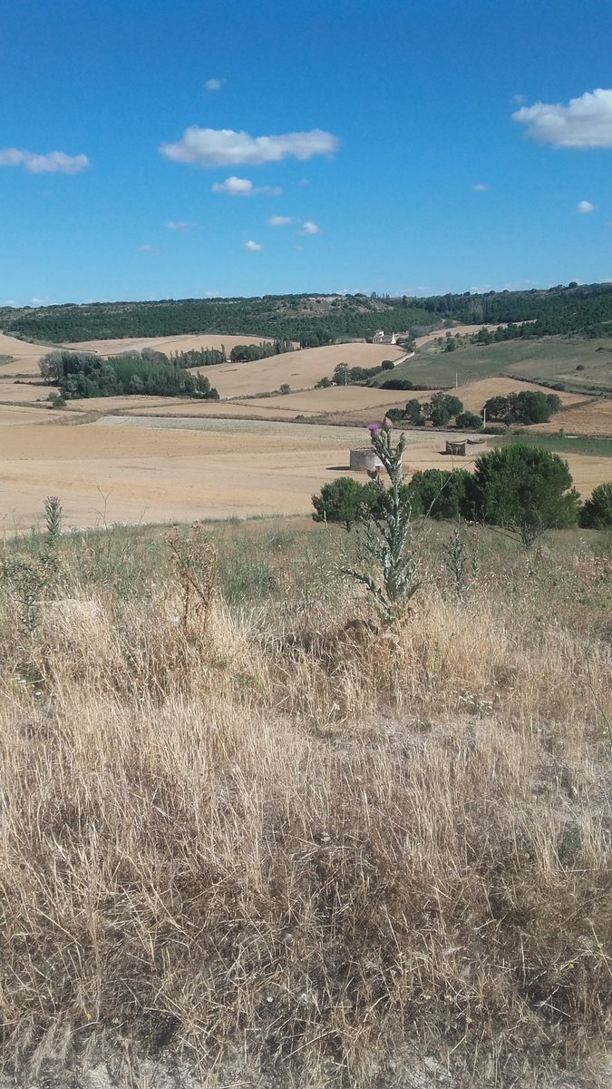 #Urueña ruta por los #MontesTorozos. El trigo está para segar