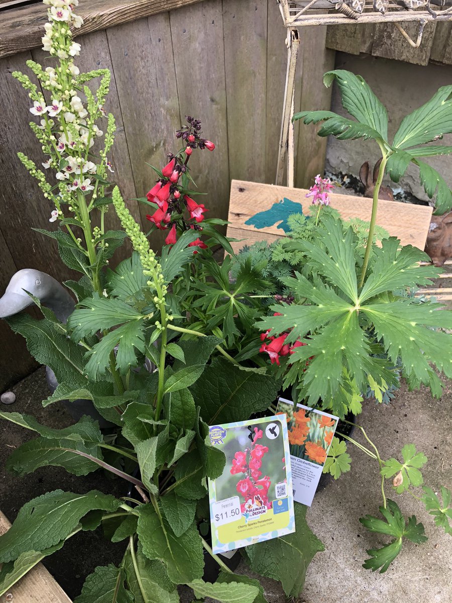 JoannaMWallace's tweet photo. Gardening is part of my self care but with #COVID19 its getting a little expensive!!! 😬 #bloom20 https://t.co/C0fPtX5cS2