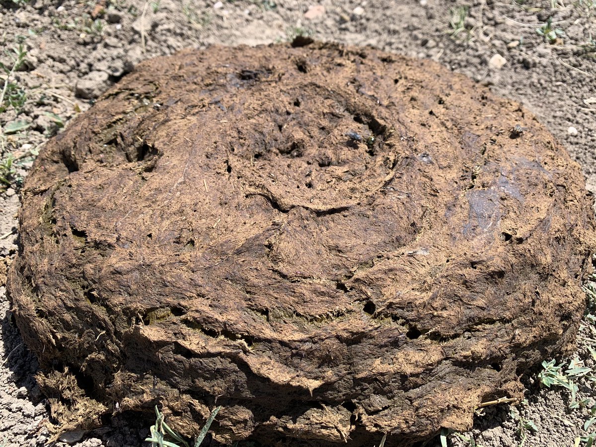 EntoSteve's tweet photo. My wife and I spent some time in the @BadlandsNPS . We had an amazing time hiking and climbing rock formations. I also spent more time looking at bison patties than prairie dog looking for dung beetles!! #entolife #Entomologist #dungbeetles https://t.co/OSsYiz8oJD