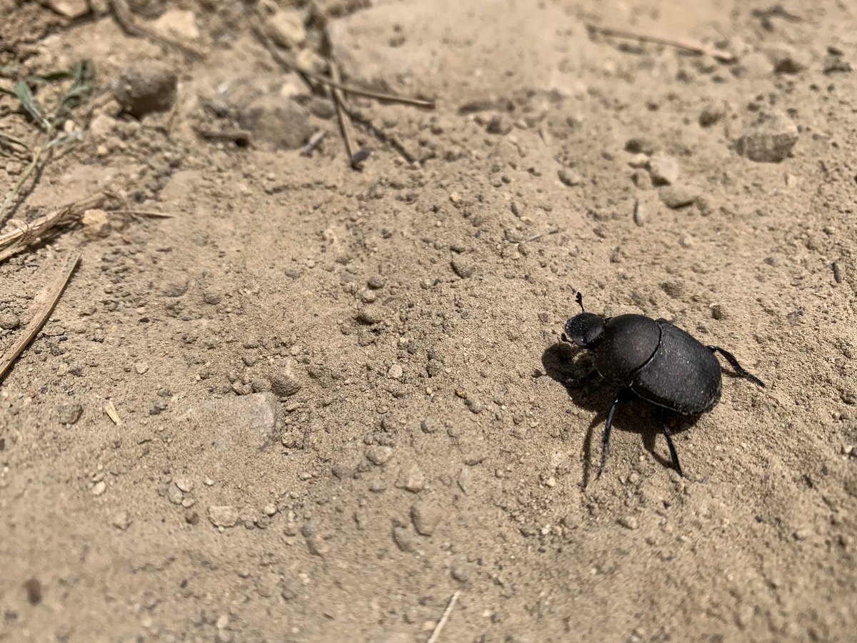 EntoSteve's tweet photo. My wife and I spent some time in the @BadlandsNPS . We had an amazing time hiking and climbing rock formations. I also spent more time looking at bison patties than prairie dog looking for dung beetles!! #entolife #Entomologist #dungbeetles https://t.co/OSsYiz8oJD
