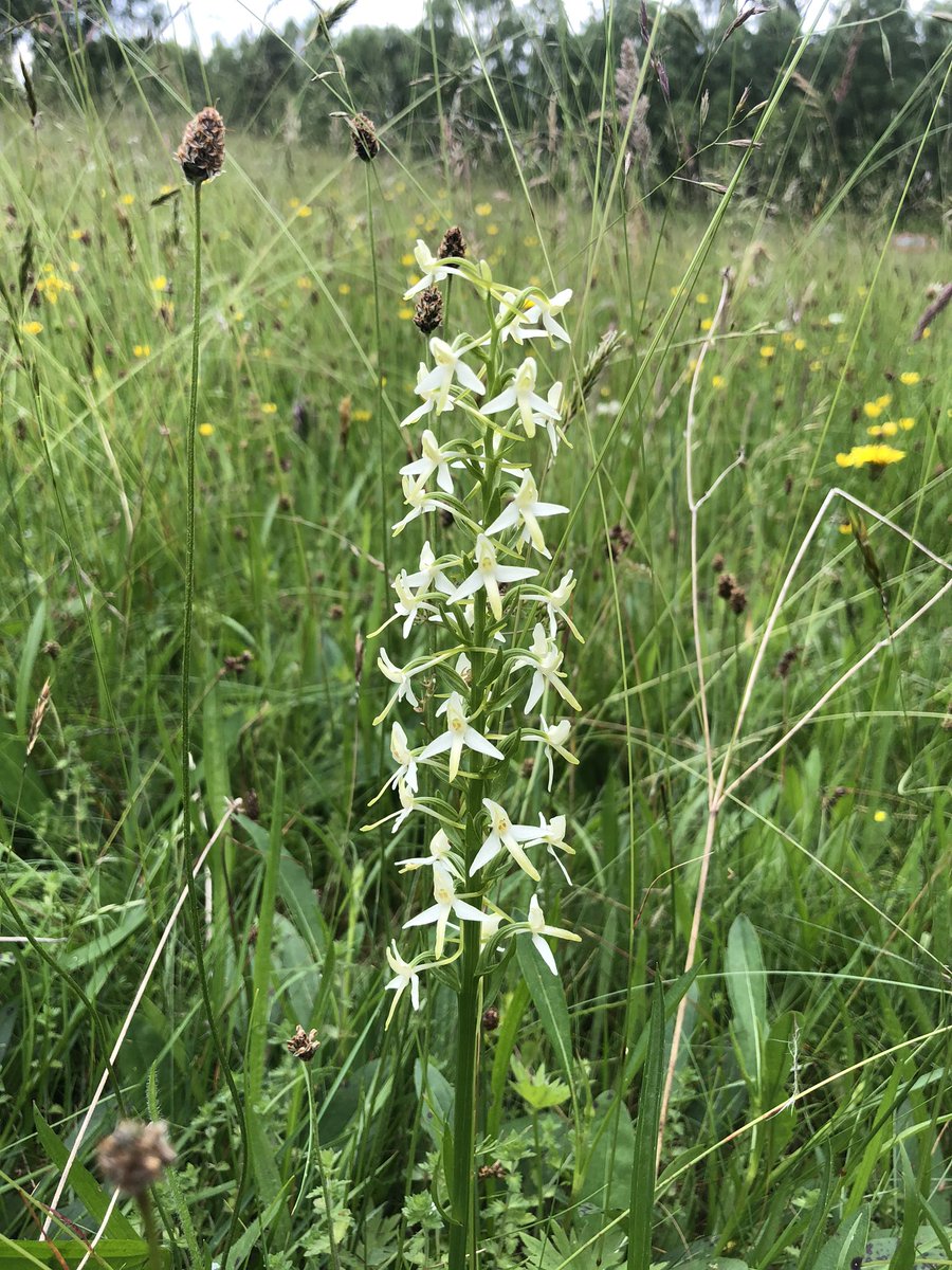 sarahhenshall's tweet image. Day27 #30DaysWild blooming marvellous day monitoring orchids at possible the best UK site 4 lesser butterfly orchid- in the ♥️ of the #cairngorms also small white; fragrant; northern marsh; spotted heath; hybrids &amp;amp; frog orchids...Never seen so many orchids😍 #longtermmonitoring