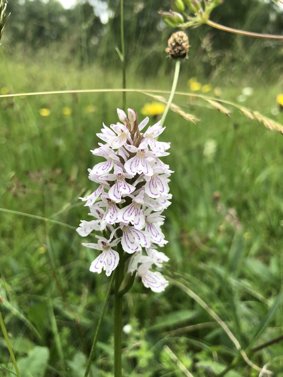 sarahhenshall's tweet image. Day27 #30DaysWild blooming marvellous day monitoring orchids at possible the best UK site 4 lesser butterfly orchid- in the ♥️ of the #cairngorms also small white; fragrant; northern marsh; spotted heath; hybrids &amp;amp; frog orchids...Never seen so many orchids😍 #longtermmonitoring