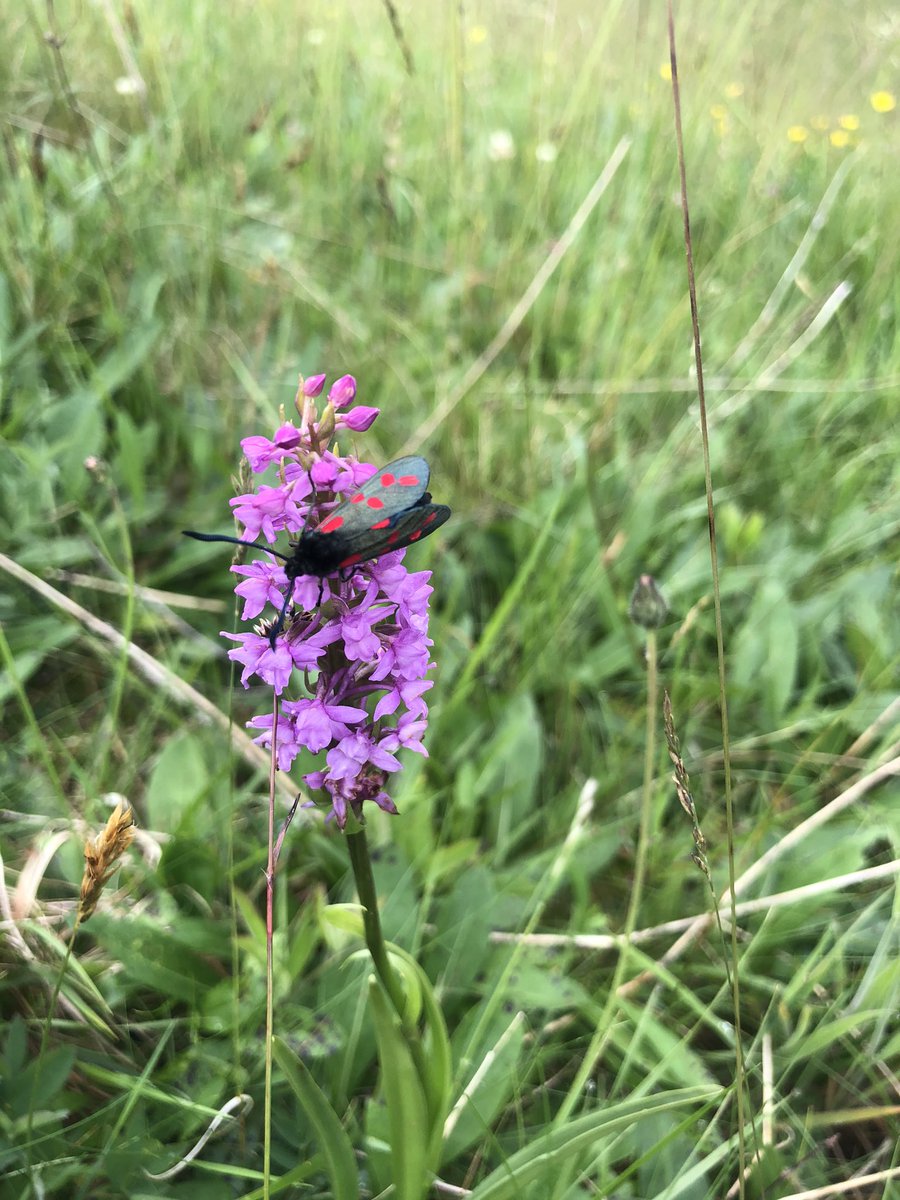 sarahhenshall's tweet image. Day27 #30DaysWild blooming marvellous day monitoring orchids at possible the best UK site 4 lesser butterfly orchid- in the ♥️ of the #cairngorms also small white; fragrant; northern marsh; spotted heath; hybrids &amp;amp; frog orchids...Never seen so many orchids😍 #longtermmonitoring