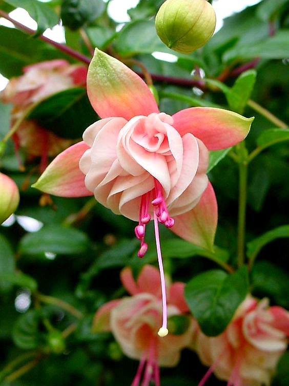 RosePetalHugs's tweet photo. ๐ท๐
#FlowerRight https://t.co/KbSogR5XRi