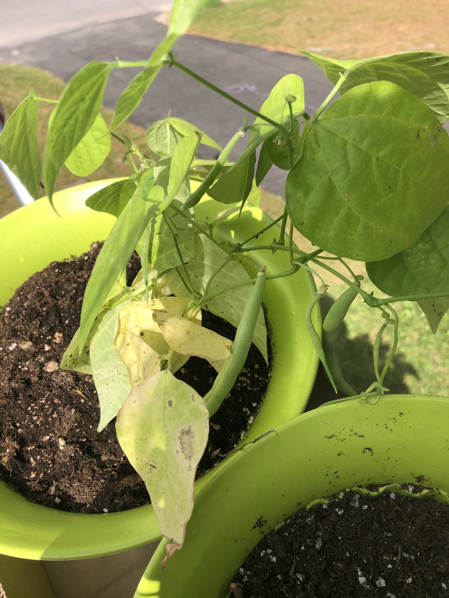 Adrienne Snow tweet media