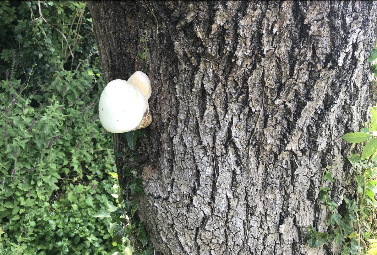 kate2ann's tweet photo. Mushrooms suddenly appeared on our Ash tree a few days ago
Any ideas @BBCCountryfile https://t.co/lgs6yQEAfV