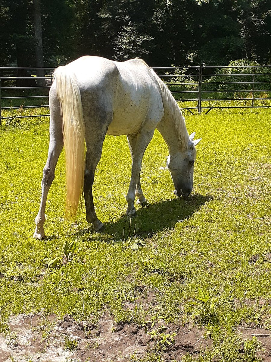 VEWS_Horses's tweet photo. Fancy is available for adoption! She is a very sweet 8 year old appendix mare that deserves an amazing home. For more info on Fancy or our other available horses, or how you can help please visit our Facebook page! #virginiaequinewelfaresociety #SaturdayVibes #rescue #Horses https://t.co/f8hGaKCRO9