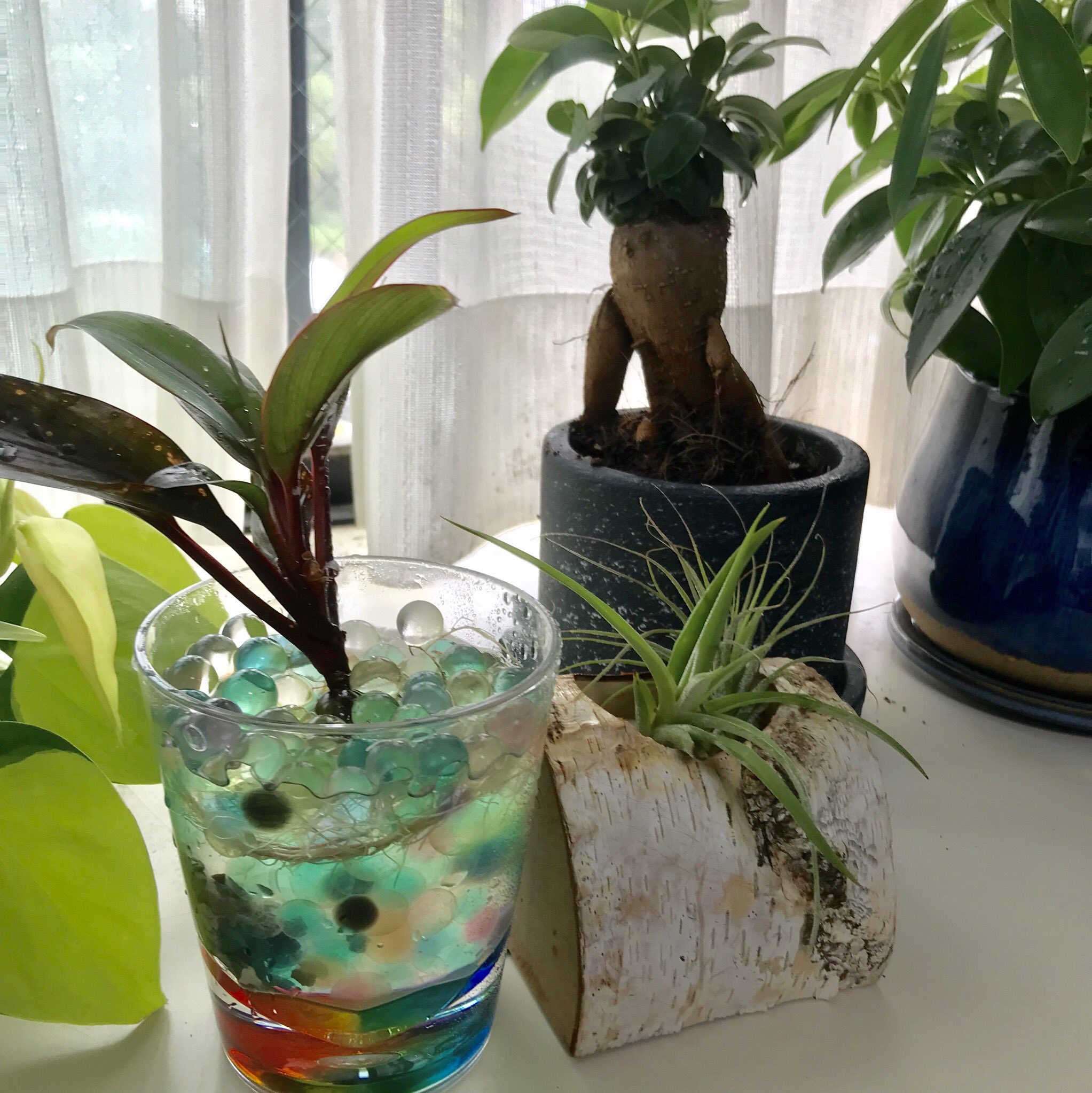 تويتر 瀧波ユカリ على تويتر Samansasynthes ジェリーボール よさそうですね 脱 土したいので チェックしてみます
