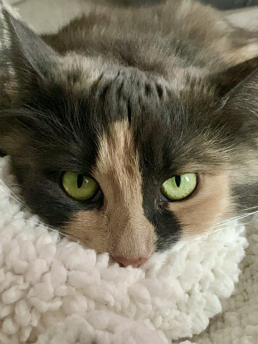 brennaadonovan's tweet photo. @gabrielzamora Zoey💛🐱 https://t.co/35XUpdUnzJ