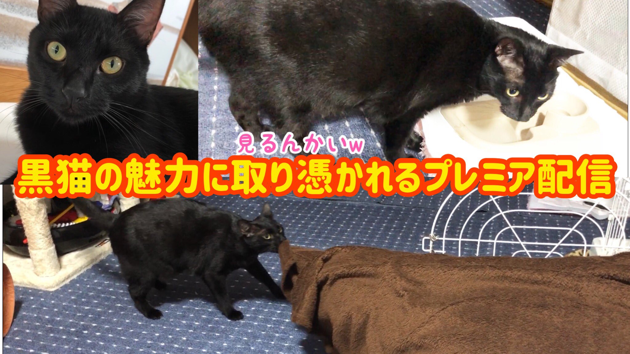 猫ふみふみ動画 Twitter Search Twitter