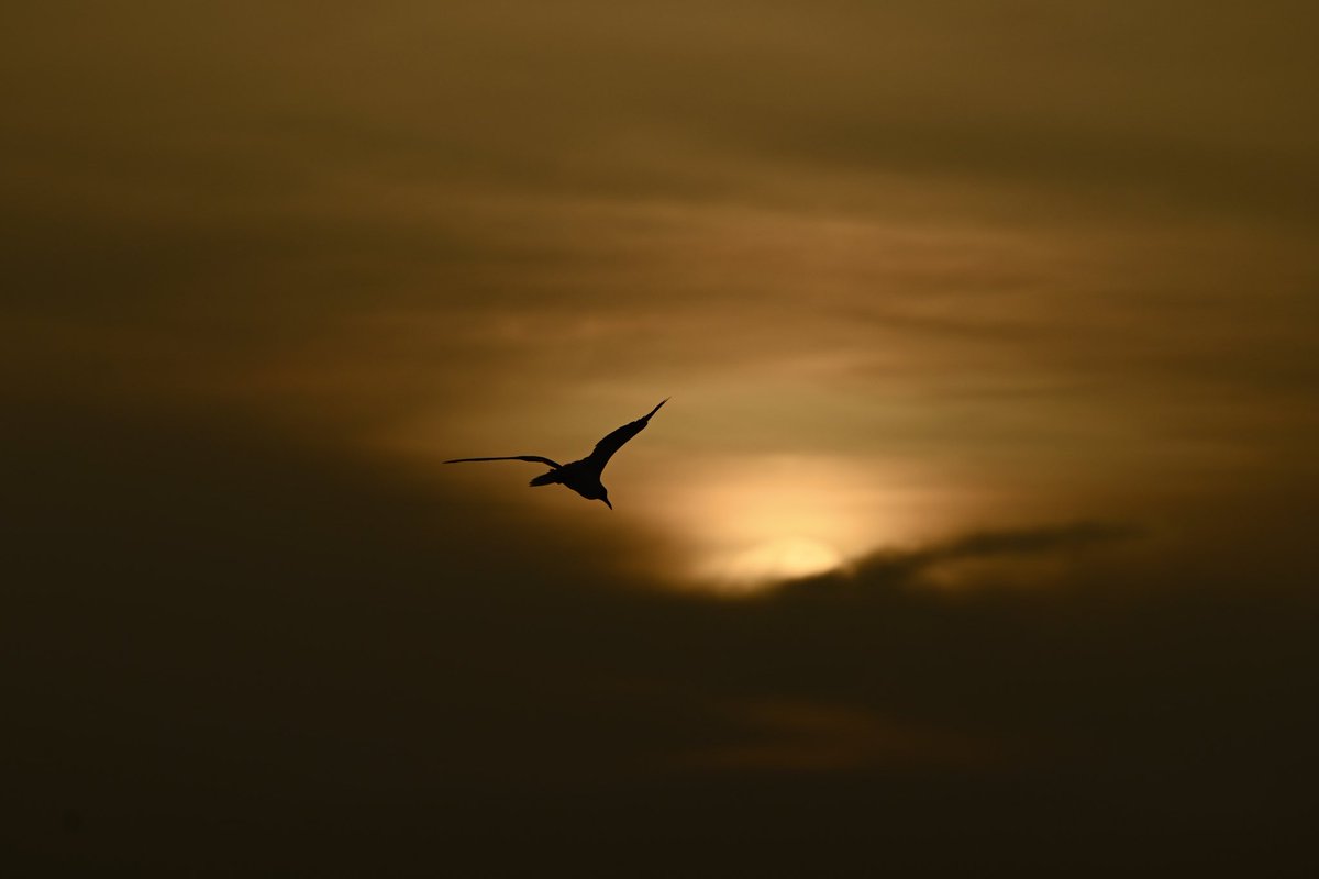 earlekimel's tweet photo. Seabird, Sahara dust and sunset Saturday on Siesta Beach ⁦@tbenderphoto1⁩ ⁦@Aphotolover⁩ https://t.co/zFWzUGfIfL