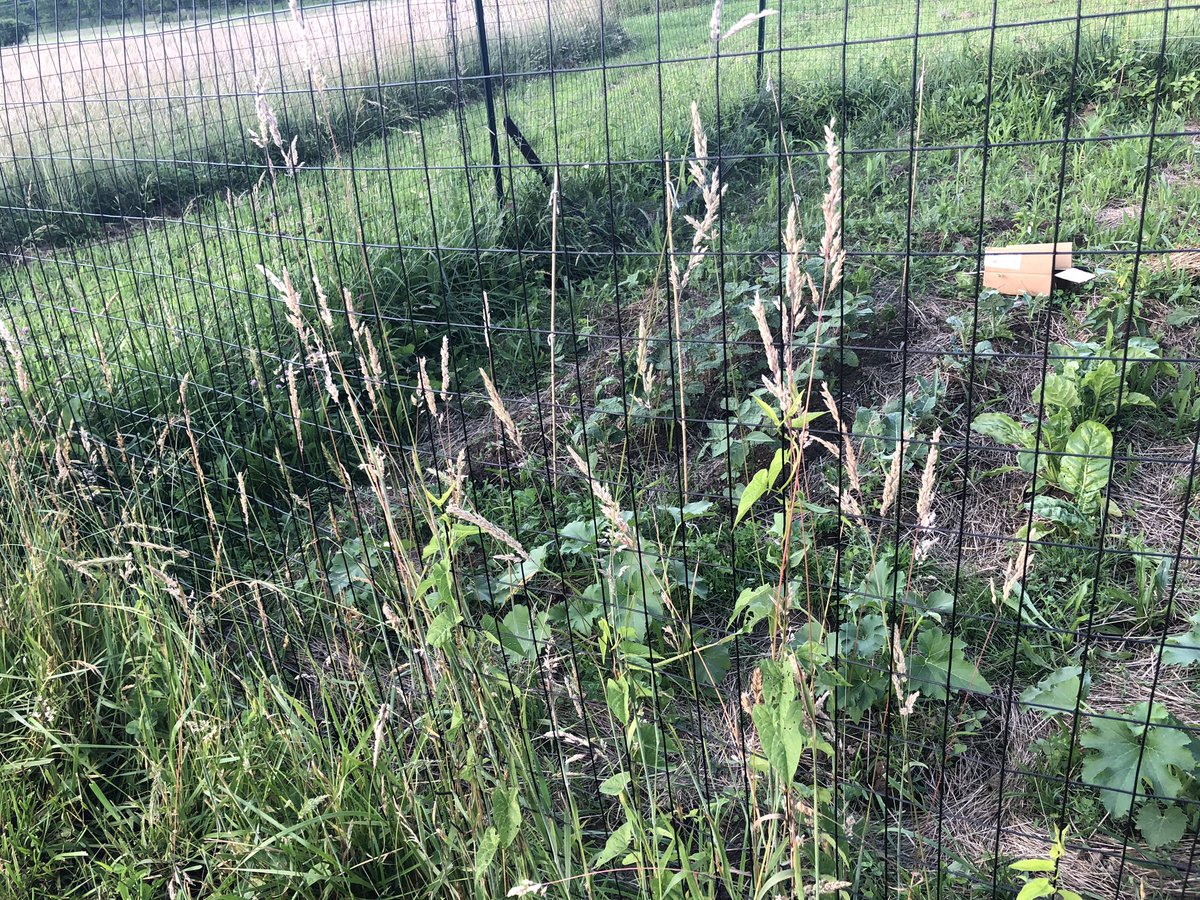 Weeds on fence = art