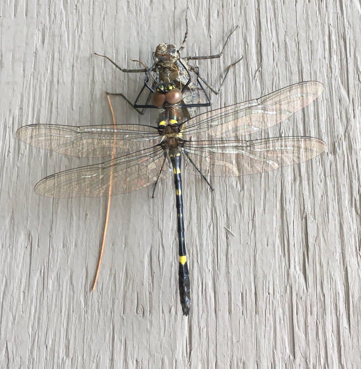 #TodayILearned that some #dragonfly nymphs can spend up to four years in freshwater before emerging to become dragonflies. Here is one I saw today.