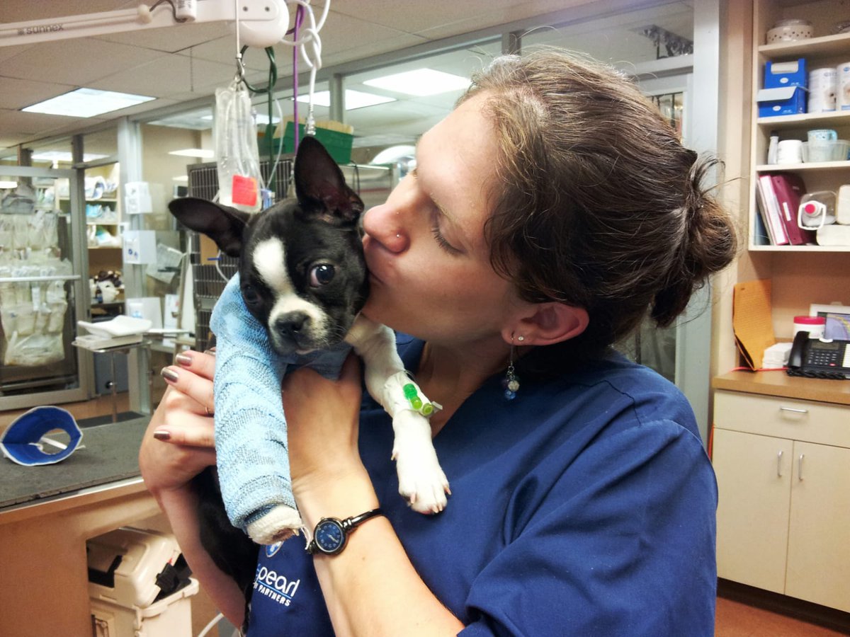 aviva_says's tweet image. This little puppy jumped too far to the ground, but unlike humpty dumpty -- we were able to put him all back together again! 

#humptydumpty #avivasays #vet #dog #puppy #surgery #happyending @dog @mydogiscutest @LoversofPups #heretohelp