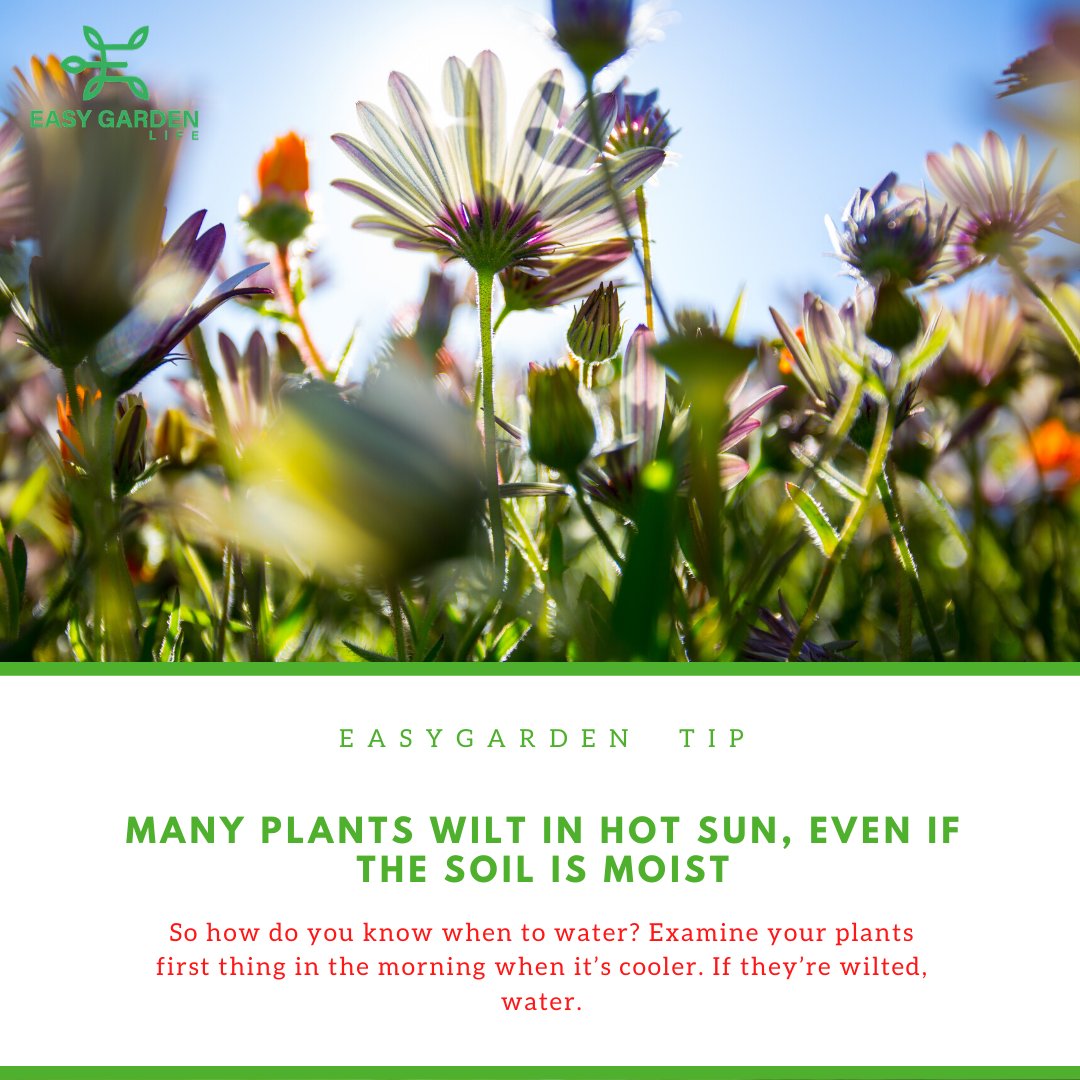 EasyGardenLife_'s tweet photo. 🍃 Plants can sunburn too, watch out! 😎 🌞 https://t.co/wEWCeoKGCl