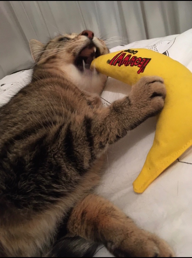 RescuerRuby's tweet image. I do😺 here be me yelling my frustrations about not getting enough snaks into nanaphone and then listening for advice and comforting words from cats on the line 🐾