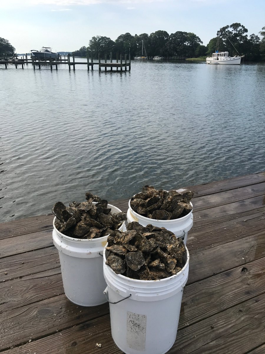 RDEliason's tweet photo. This year's bumper crop of oysters grown at our pier for the Chesapeake Bay Foundation. CBF then releases them onto a reef so they can begin their work cleaning the Bay. One adult oyster can filter 50 gallons a day!  @chesapeakebay #oystergardening #savethebay #nosnacking https://t.co/fNq0jyb3wz