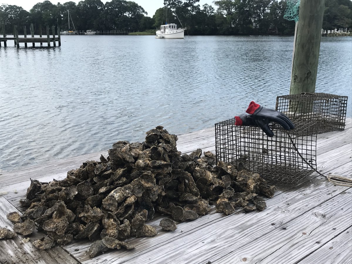 RDEliason's tweet photo. This year's bumper crop of oysters grown at our pier for the Chesapeake Bay Foundation. CBF then releases them onto a reef so they can begin their work cleaning the Bay. One adult oyster can filter 50 gallons a day!  @chesapeakebay #oystergardening #savethebay #nosnacking https://t.co/fNq0jyb3wz