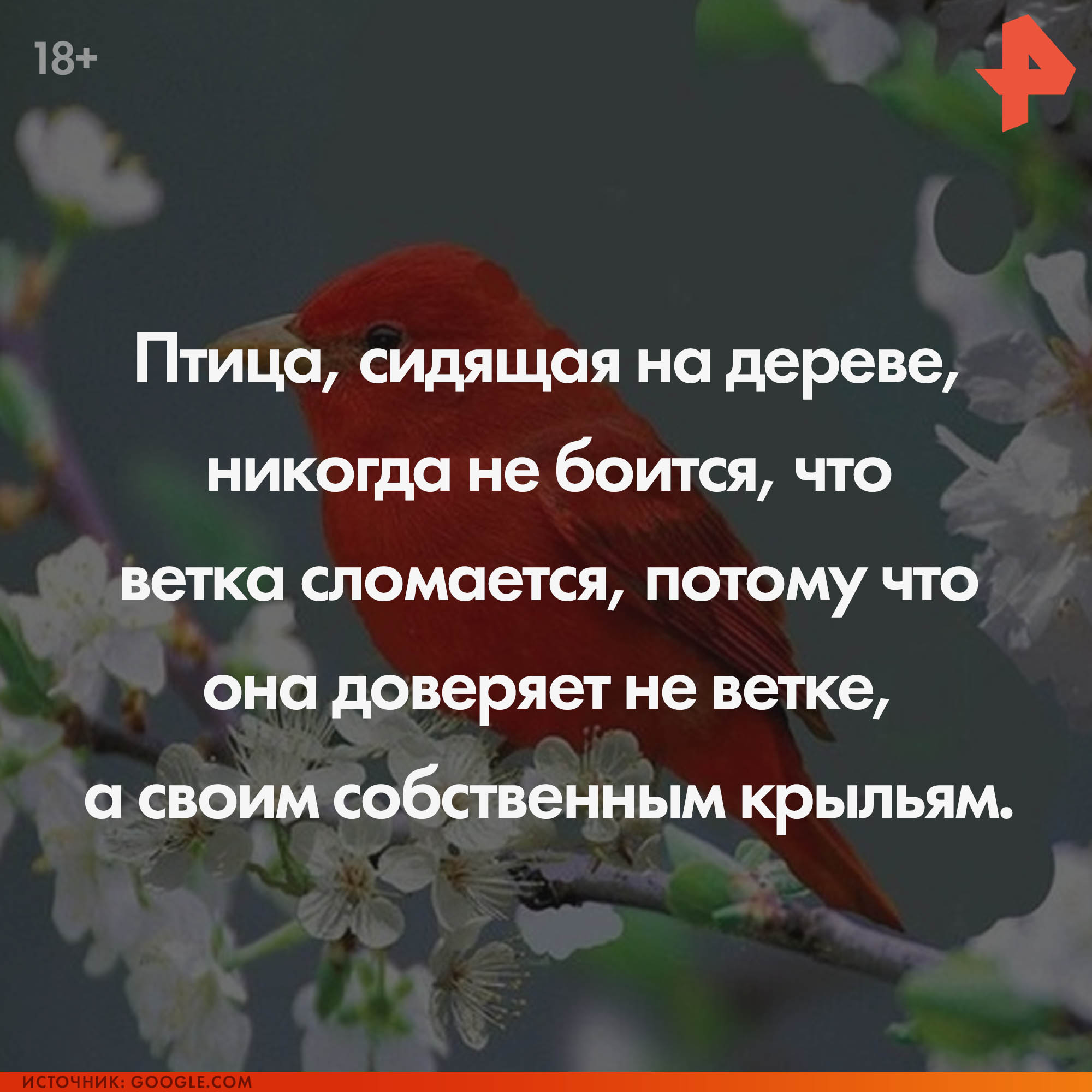 Никогда раньше не видел