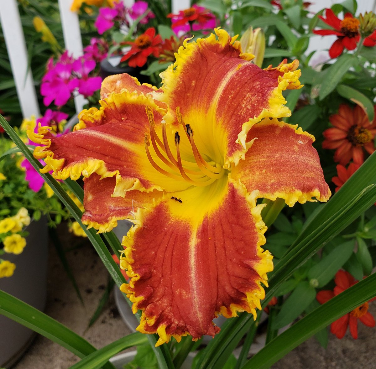 Todays seedlings possible future intros, great genetics. ☀️🌡🌤
#flower #daylilies #hybridizing #daylilies #gardening