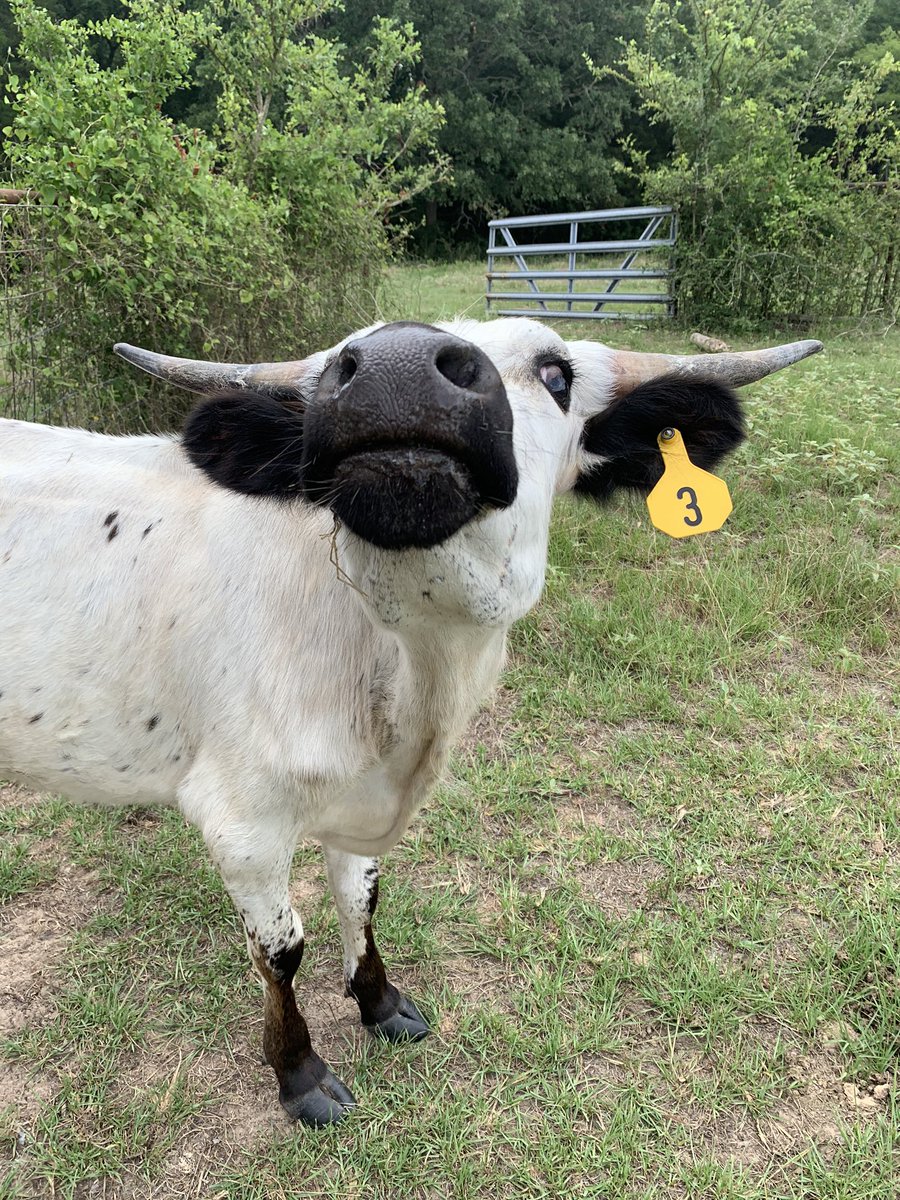 LonghornsBm's tweet photo. Spoiled brats! #longhorncattle #cowtwitter #showcattle https://t.co/WINforvBoB