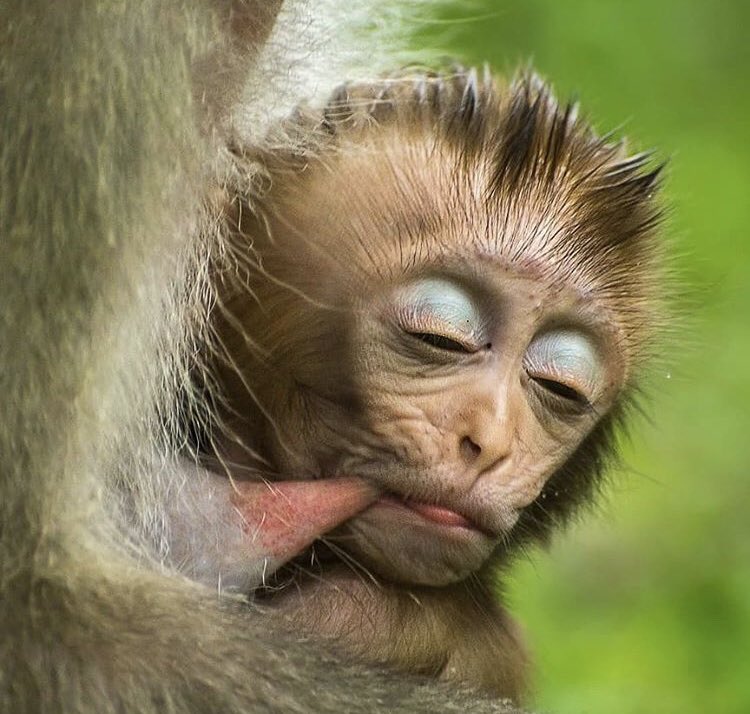 Funny Monkey I Love Monkeys But Fuck Me I Hate This Useless Ugly Little Runt T Co 6bj7mm4he8 Twitter