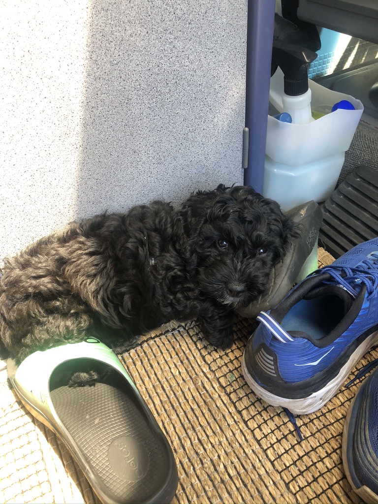 my wife just announced that our 14 week old puppy (Frank) is getting his own <a href="/trello/">Trello by Atlassian</a> board. I have no idea why, but I hope I don't get assigned any tasks. Obligatory dog tax included.