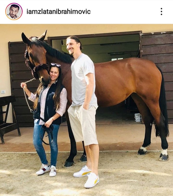 osprimosboy's tweet image. o cavalo está tipo "fds.. um dia vou andar de zlatan"