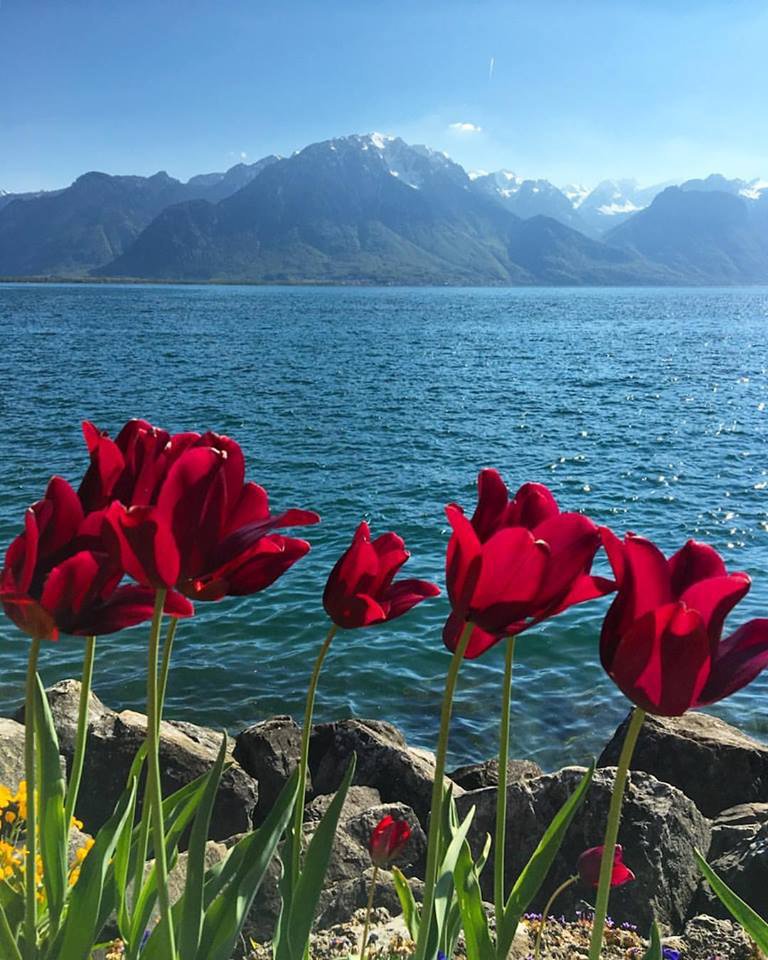 الصمت أبلغ ايصالا من الف سطر واكثر سمعا من الف صراخ وألطف من مئة نبرة.