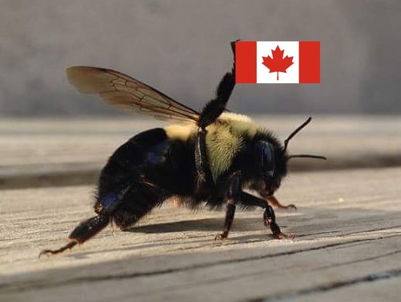 FeedTheBees's tweet photo. @meredith_john Bee-utiful pictures, John. Thanks for sharing!π
#PollinatorWeek2020 #bees #bumblebees #butterflies #nativebees #masonbees #miningbees #stinglessbees #sweatbees #managedbees #pollinators #nativeplants #pesticidefree #feedthebees #feedthebees365 https://t.co/0EKhhAaQYy