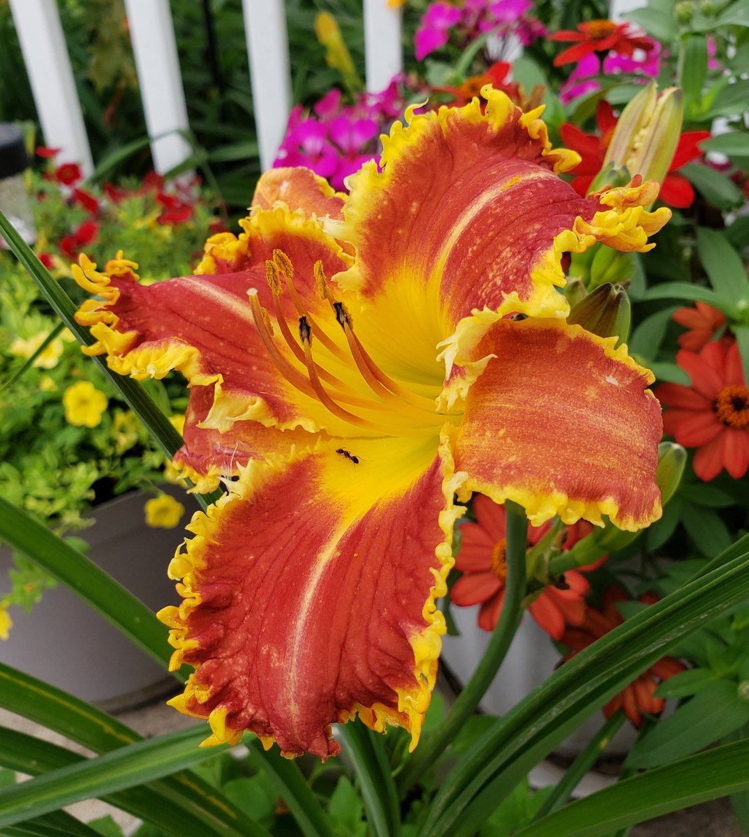 Todays possible future intros, very good genetics. ☀️🌡🌤 #Flowers #hybridizing #gardening #daylily #daylilies