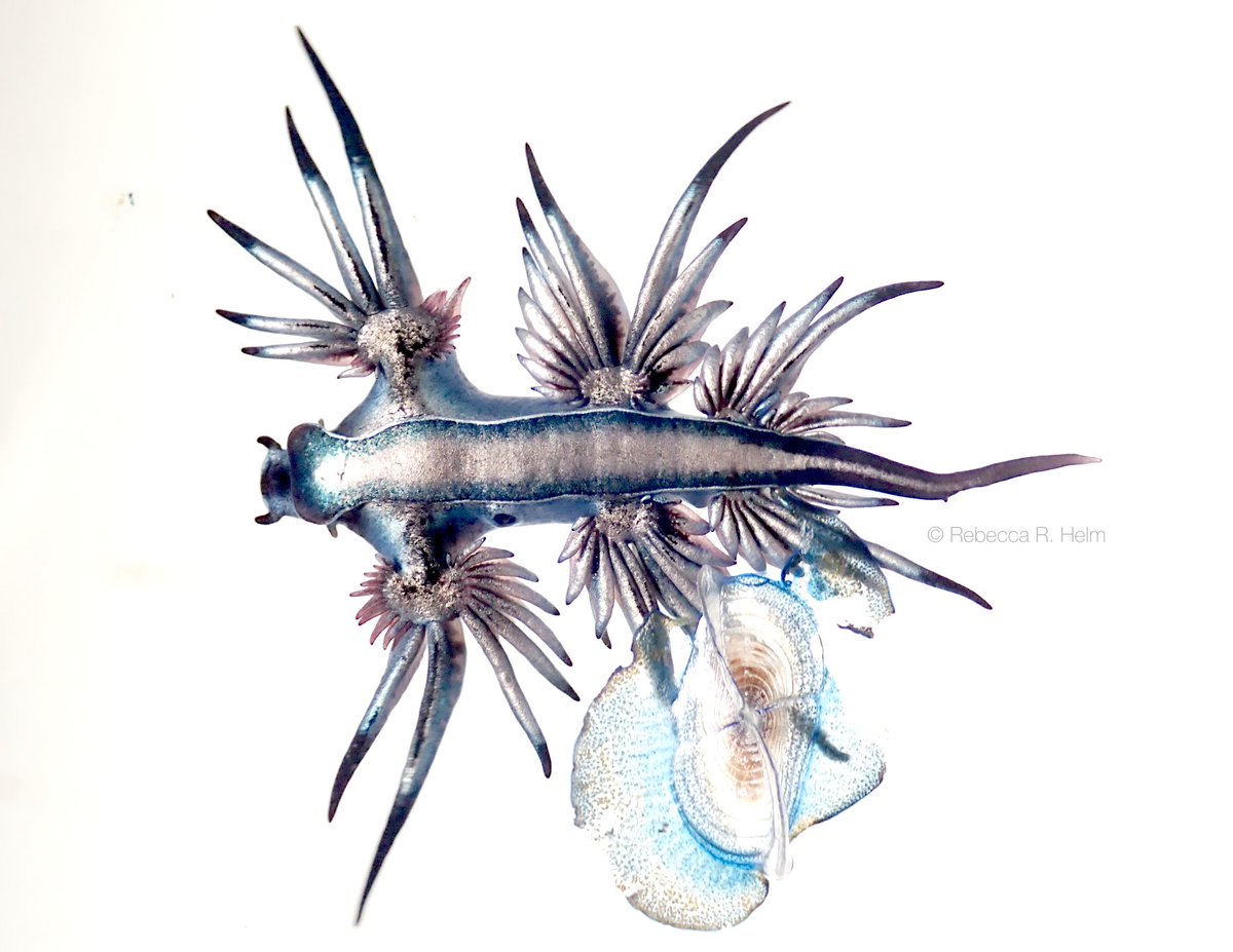 Unmonitored plastic cleanup devices on the ocean's surface will catch EVERYTHING THAT LIVES THERE. Like these by-the-wind sailors & blue sea dragons (there are 2 species of blue sea dragons that have only been found in the Garbage Patch)...