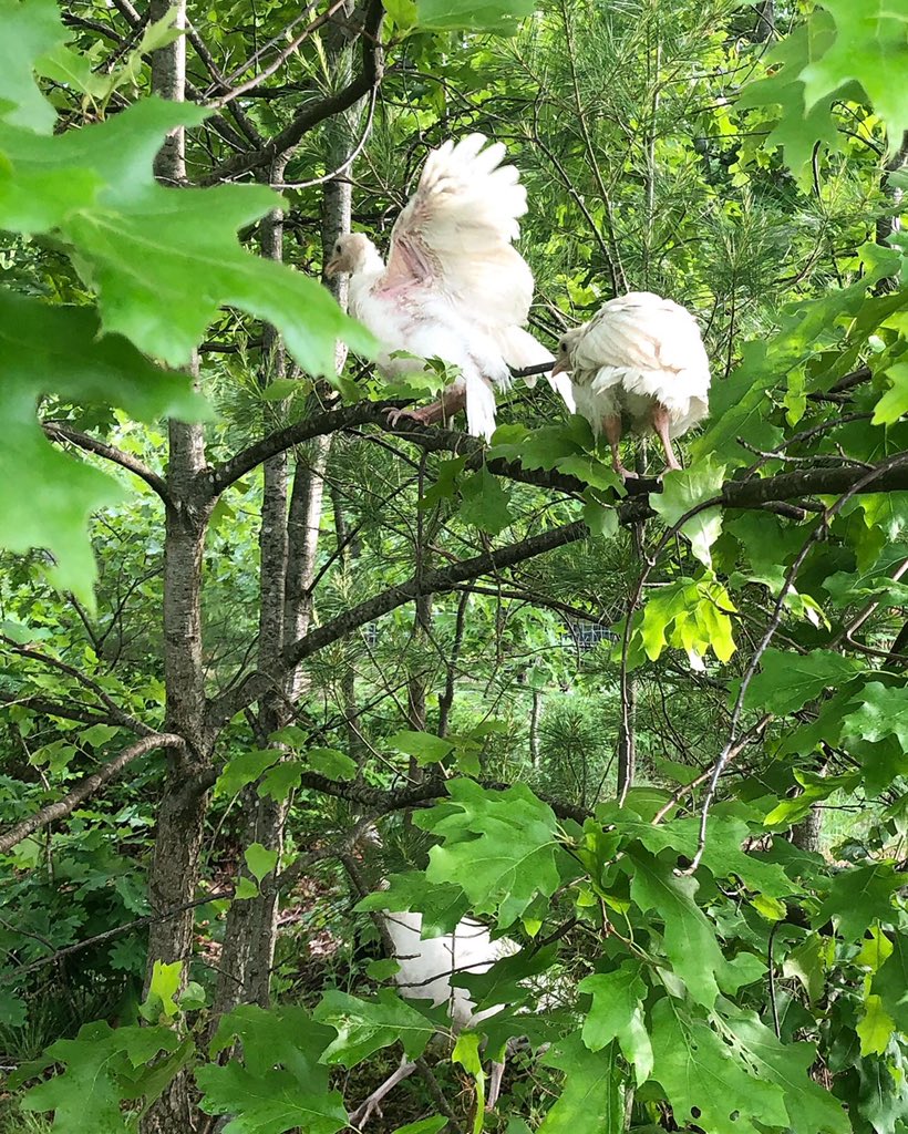 Turkeys in trees and sheep on rocks. It’s been a nutty season.