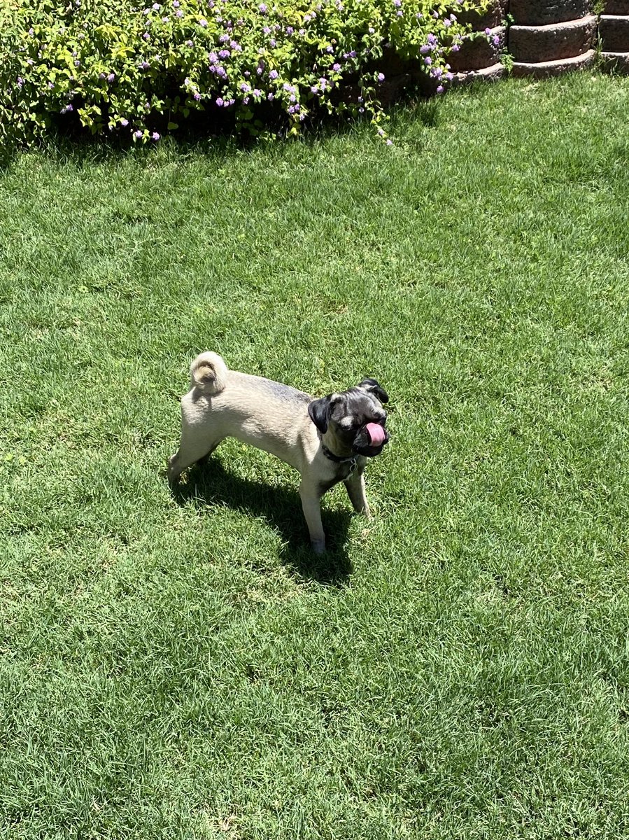 CodyDMVE's tweet photo. Whenever I leave the house my dog brings toys to the front door wanting me to play with him 😢 https://t.co/n6whyEsYX8