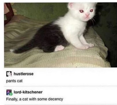 pants cat