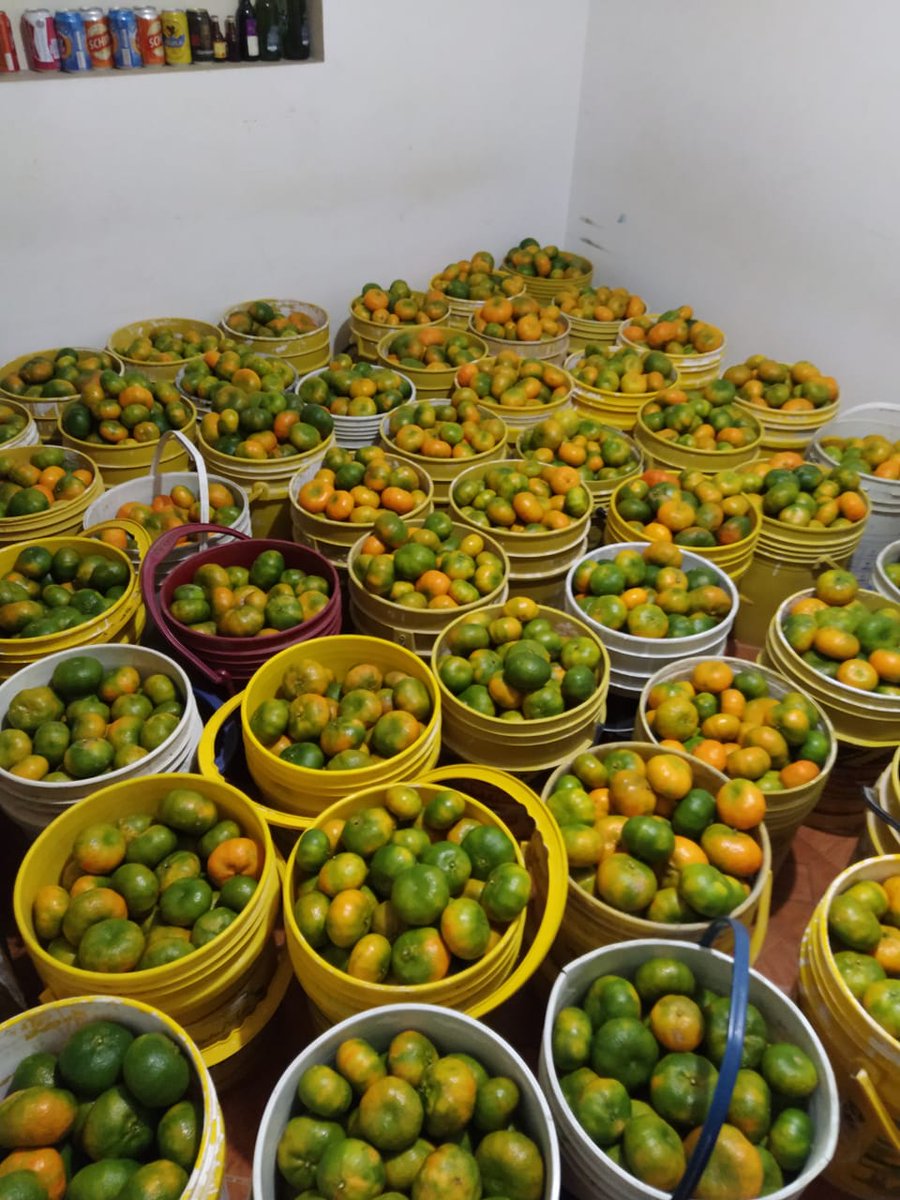 Darlingsauria's tweet photo. Holi 👋🏽
Tengo un amigo que está vendiendo canastillas de mandarina super dulces y fueron cosechadas ayer.

Cualquier cosa les dejo el número: 3213920105, pregunten por Jair.

RT porfa 💜 https://t.co/NeKqKE9DW9