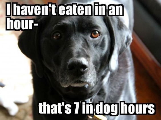 Philosophy of Dog tweet media