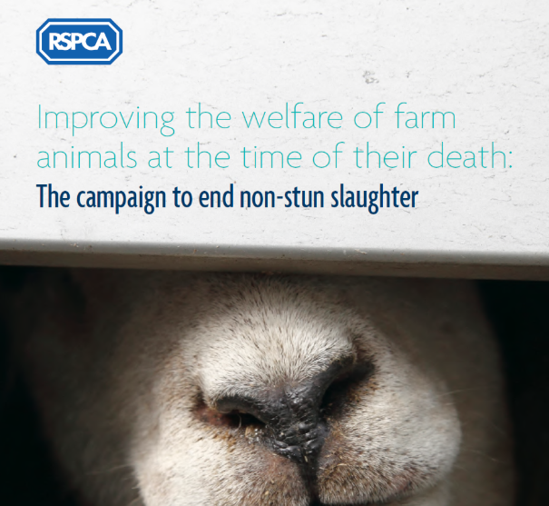 A *2019*  @RSPCA_official briefing still refers, uncritically, to the G/J articles (specifically, to the “introductory review” which summarises the other articles) - 8 YEARS after Troy Gibson had conceded that the experiments had no relevance to kosher slaughter.33.