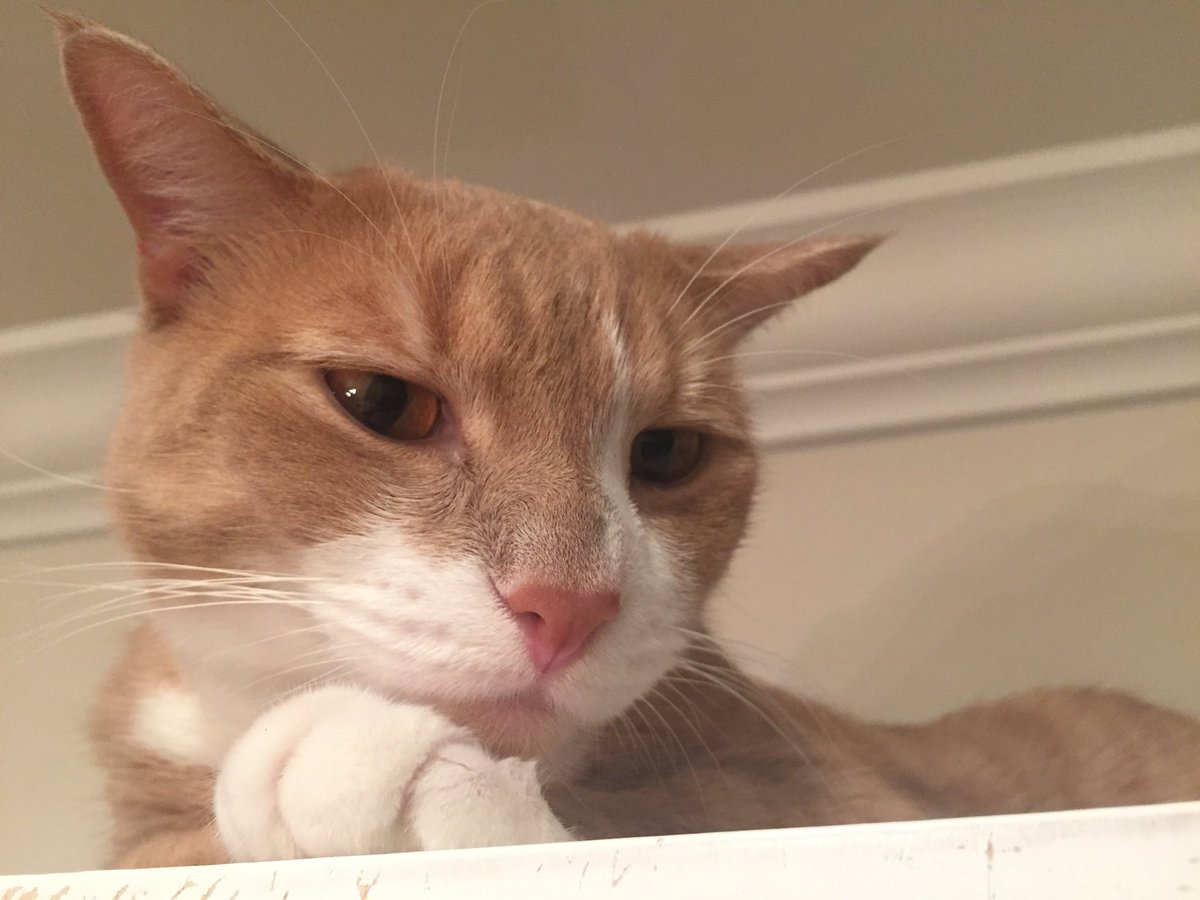MarbleHoppers's tweet photo. .@thechrisbarron Happy Caturday π #Caturday #Meow #pogie #Thor #garagekittys https://t.co/j6sFEXnOy5