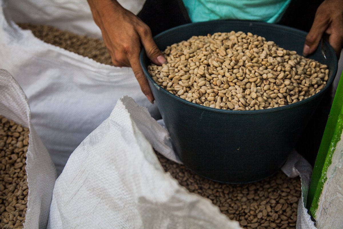 CafeologistCO's tweet photo. ¡Feliz día nacional del café! #FelizSabado #dianacionaldelcafe
#productoresdela4taola #probat150 #colombia #cafe #DiaNacionalDelCafe #CoffeMakers https://t.co/OFz86exxwL